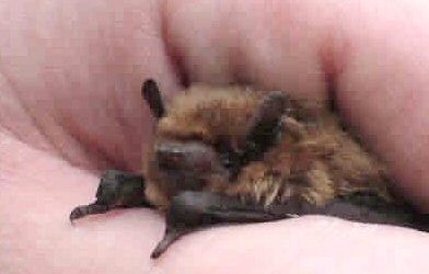 Bats in your loft? What to do next